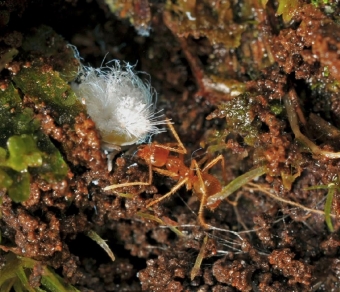Mravenec rodu Pseudolasius se symbiontem. Kredit: Klimeš et al. (2018). Myrmecological News. 