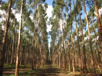 Plantáž blahovičníků poblíž Capão Bonito, Brazílie. Kredit: International Forestry Resources & Institutions.