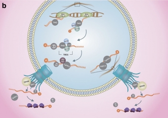 Komponenty procesu exportu mRNA u toxoplazmy. Kredit: Ávila et al. (2018).