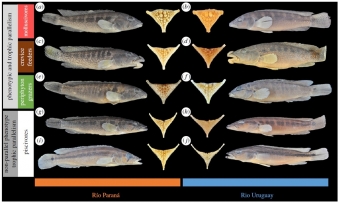 Ekologické formy cichlid hřebenáčů v řekách Rio Paraná a Rio Uruguay.