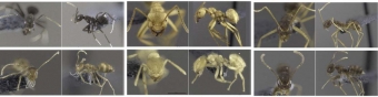 Mravenci z příbuzenstva rodu Prenolepis. Kredit: Matos-Maraví et al. (2018).