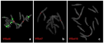 Červená barva znázorňuje vybrané typy satelitní DNA v chromozomech bobu. Kredit: Robledillo et al. (2018).