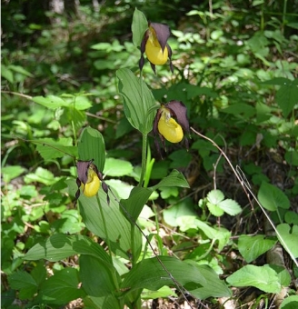 Obrázek: Mezi rostliny s vegetativní dormancí náleží i řada orchidejí. Kredit: ProchyMichal / Wikimedia Commons.