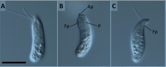 Mikrofotografie nového diplonemida Diplonema aggregatum. Kredit: Tashyreva et al. (2018), mBio