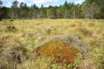 Odumřelé stélky rašeliníku hnědého (Sphagnum fuscum) se rozkládají velmi pomalu a vytváří tak na rašeliništích vysoké bulty. Kredit: T. Hájek.