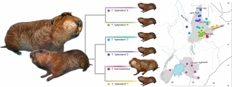 Hlodouni ve východní Africe. Kredit: Šumbera et al. (2018) Molecular Phylogenetics and Evolution.