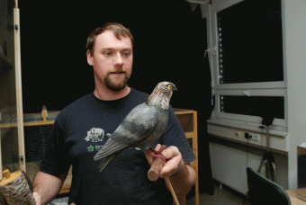 Chiméra s tělem holuba a hlavou krahujce. Kredit: P. Veselý.