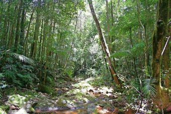 Národní park Paluma, severní Queensland. Kredit: volně dostupné / www.gondwananet.com.