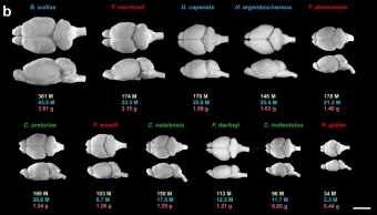 Mozky rypošů. Červeným písmem eusociální druhy, zeleně sociální a modře solitérní. Kredit: Kverková et al. (2018) Scientific Reports.