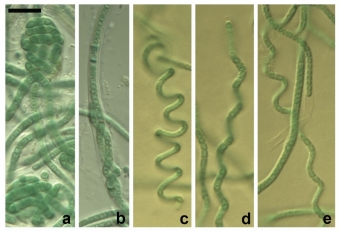 Jeden z nově popsaných druhů – sinice Pegethrix bostrychoides. Kredit: Mai et al. (2018) Phytotaxa.