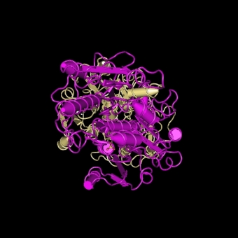 Struktura formát dehydrogenázy z pseudomonády Pseudomonas sp. 101. Kredit: National Center for Biotechnology Information,U.S. National Library of Medicine.