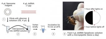 Schéma krmení švábů molekulami dsRNA v lipozomech. Kredit: Huang et al (2018).