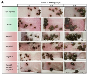 Experiment s vypínáním genů pro enzymy galaktosyltransferázy u klíšťat. Kredit: Cabezaz-Cruz et al. 2018.