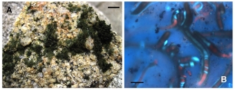 Porost a buňky nově popsané sinice Phyllonema ansata. Kredit: González-Resendiz et al. (2018) Journal of Phycology.