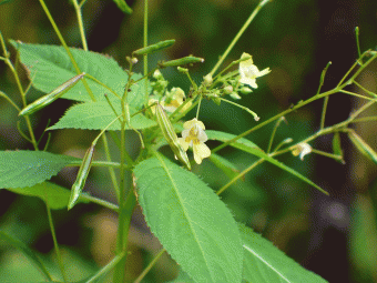 Netýkavka malokvětá (Impatiens parviflora). Kredit: Wikimedia Commons.