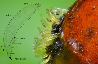 Parazitická houba roztřepenka Hesperomyces virescens na slunéčku východním. Kredit: Haelewaters et al. (2018).