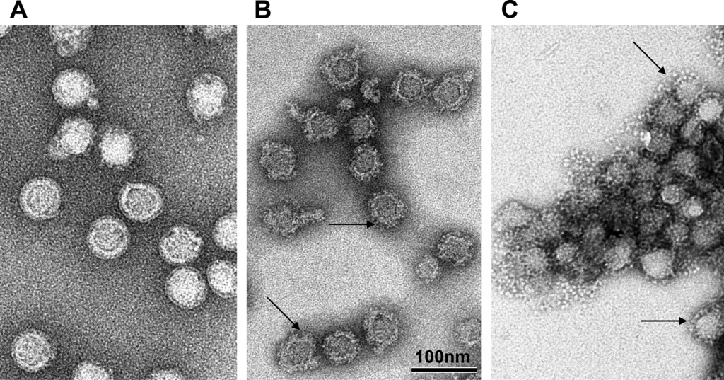 Virus TBEV v prostředí s různou kyselostí. Kredit: Stiasny et al. (2013), Wikimedia Commons.