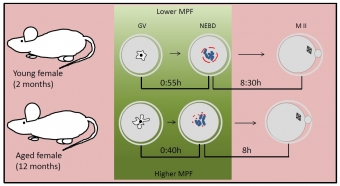 Exprese faktorů MPF a urychlení meiózy v oocytech. Kredit: Končická et al. (2018), Int. J. Mol. Sci.