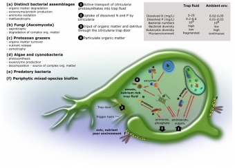 Fungování společenstva mikroorganismů v pasti bublinatky. Kredit: Sirová et al. (2018) Microbiome