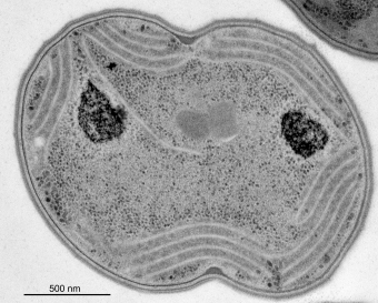 Thylakoid sinice. Kredit: Mareš et al. (2019).