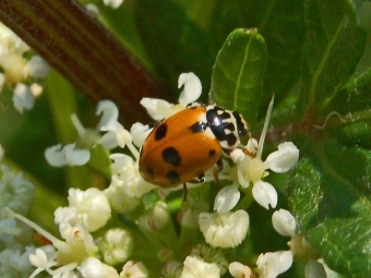 Slunéčko pestré, Itálie. Kredit: Hectonichus / Wikimedia Commons.