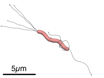Helicobacter pylori. Kredit: Y tambe / Wikimedia Commons.