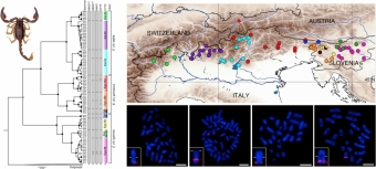 Fylogenetická analýza tří druhů štírů rodu Euscorpius. Kredit: Štundlová et al. 2019.