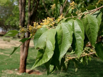 Guazuma ulmifolia. Kredit: J.M.Garg / Wikimedia Commons.