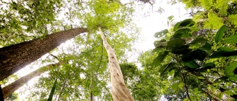 Prales v Khao Bunthad Wildlife Sanctuary, Thajsko. Kredit: Satun Geopark.