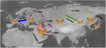 Historie šíření bekyně velkohlavé po světě. Kredit: Zahiri et al. (2019).