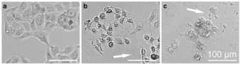 Snímky testovaných buněk z časosběrné mikroskopie. Kredit: Voráčová et al. 2017, J Appl Phycol.