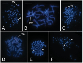 Cytogenetická analýza studovaných můr. Kredit: Paladino et al. 2019.