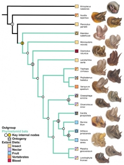 Fylogeneze a diverzita lebek neotropických netopýrů listonosů. Kredit: Camacho et al. (2019), Developmental Dynamics.