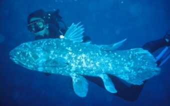 Lalokoploutvá ryba latimérie celebeská. Kredit: Mark V. Erdmann / Smithsonian.