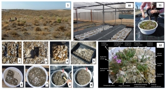 Experiment s monolity společenstva. Kredit: Peralta et al. (2019) Journal of Ecology.