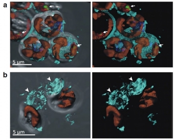 Pozorování buněk Chromera velia při izolaci plastidů. Kredit: Sharaf et al. (2019), Planta.