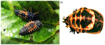 Larvy a kukla slunéčka východního. Kredit: Aslam et al. (2019), Ecological Entomology.