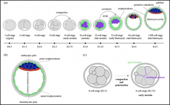 Vývoj zárodku myši před uhnízděním v děloze. Kredit: Mihajlović & Bruce (2017), Open Biology.