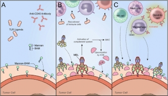 Znázornění mechanismů počáteční fáze imunoterapie. Kredit: Uher et al. 2019.