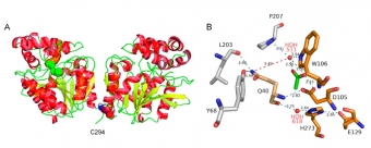 Struktura celého enzymu DmxA (vlevo) a jeho aktivního místa (vpravo). Kredit: Chrást et al. (2019), Microorganisms.