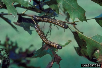 Housenky martináče Anisota senatoria na dubu červeném (Quercus rubra). Kredit: James Solomon, USDA Forest Service, Bugwood.org.