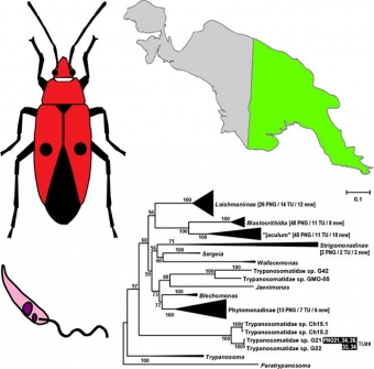 Fylogeneze trypanosom hmyzu na Papui. Kredit: Králová et al. (2019), International Journal for Parasitology.