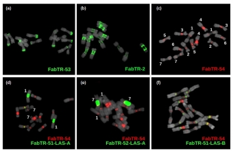 Sekvence satelitních DNA na metafázních chromozomech hrachoru setého. Kredit: Vondrak et al. (2020), Plant Journal.
