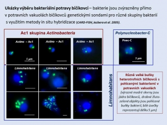 Heterotrofní bičíkovci - ukázky příjmu různých skupin bakterií do potravních vakuol.