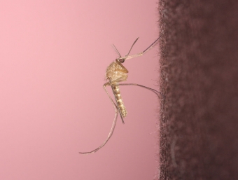 Komár pisklavý v detailu. Kredit: BARILLET-PORTAL David / Wikimedia Commons.