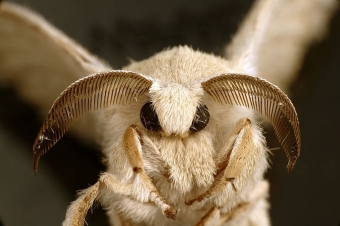 Dospělec bource morušového. Kredit: CSIRO / Wikimedia Commons.