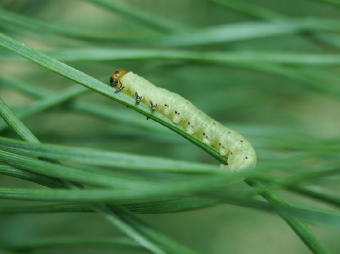 Larva hřebenule borové na borovici lesní. Kredit: Mäntylä et al. (2020), Ecology and Evolution.