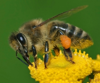 Včela medonosná (Apis mellifera). Kredit: Andreas Trepte / Wikimedia Commons.