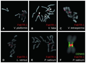 Znázornění umístění sekvencí FabTR-1 satelitní DNA v chromozomech různých vikvovitých rostlin. Kredit: Robledillo et al. (2020).