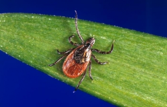 Klíště jelení (Ixodes scapularis). Kredit: CDC/ Michael L. Levin, Ph. D., Jim Gathany.